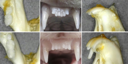 Handout images from the Medical Research Institute Kitano Hospital show before (top) and after images of the regrowth of teeth in a ferret (centre) and mice (R and L)