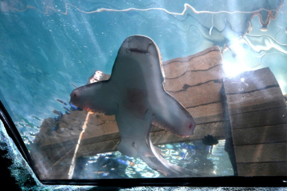 A leopard shark is released back into the aquarium after being artificially inseminated with wild leopard shark sperm at Sydney Aquarium