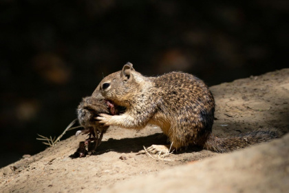 This handout photo obtained from the University of California on December 18, 2024, shows ground squirrels eating voles in Davis, California