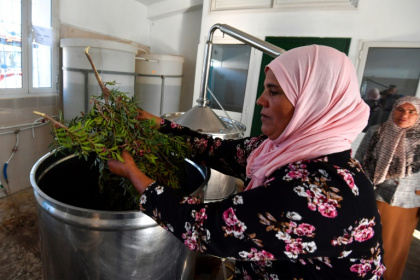 Extracting oils from plants at the "Al Baraka" laboratory in Tbainia