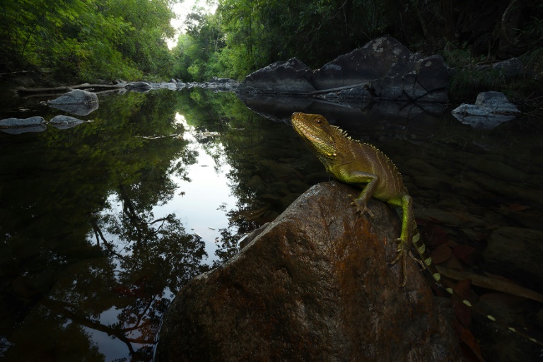 Rare wildlife species found in Cambodian national park