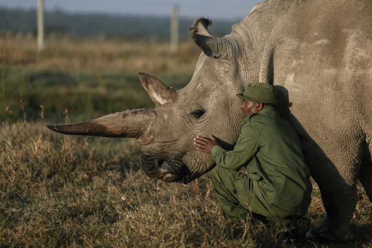 'We will save them': The quest to rescue nearly extinct rhino