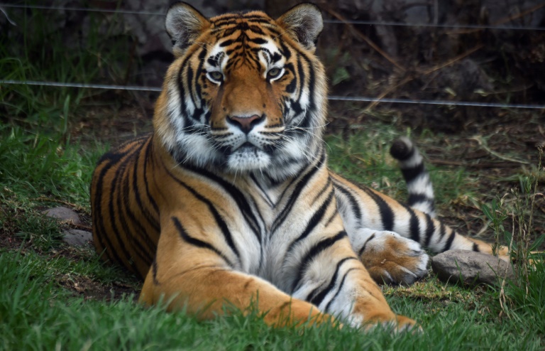 Trio of rare tiger cubs spotted in Thai national park