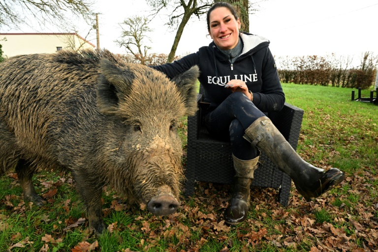 Pet boar gets to stay with French owner, for now: court