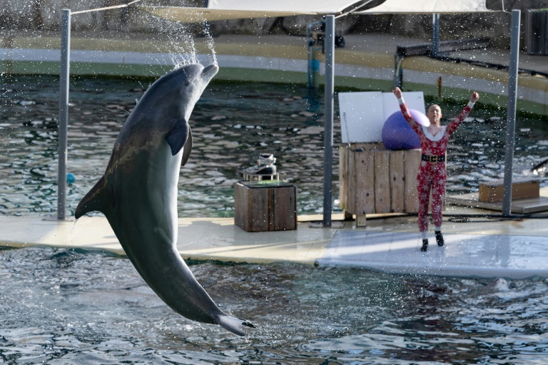 French marine park closes over law banning killer whale shows