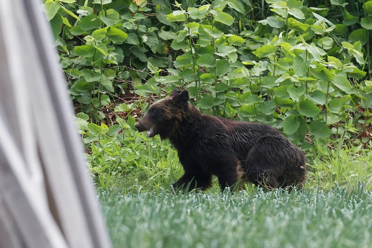 Japan cabinet approves 'emergency' urban bear shootings