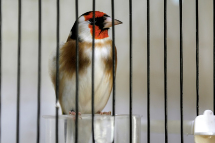 Keeping goldfinches is common in Algeria, but conservationists are calling for the species to be safeguarded from illegal hunting and trading