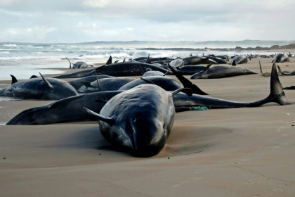 Dolphins stranded on a beach near Arthur River on the west coast of Tasmania