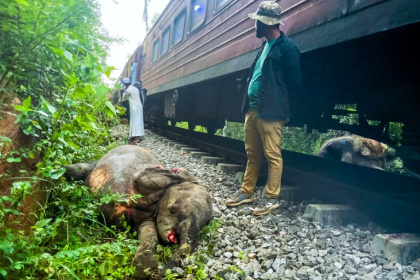 Six elephants died after a train hit them on the tracks and then derailed at Habarana in eastern Sri Lanka