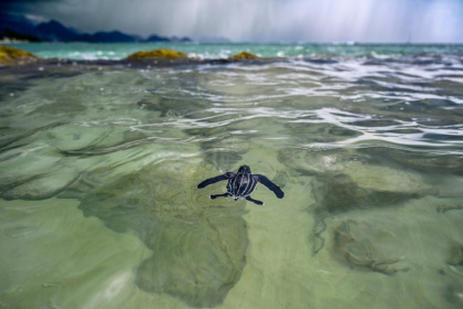 A leatherback sea turtle hatchling at Lhoknga beach, Indonesia's Aceh province