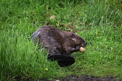 Beavers create dams and pools that boost wildlife while also fending off floods and droughts