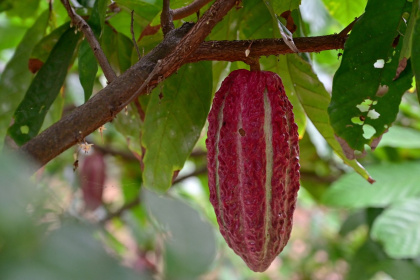 AFP__20250624__49PG8T3__v1__MidRes__EcuadorAgricultureCocoa.jpg AFP__20250624__49PG8T3__v1__MidRes__EcuadorAgricultureCocoa.jpg